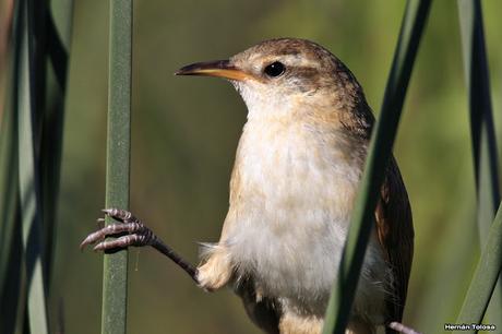 Pajonalera entrerriana