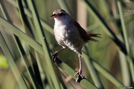 Pajonalera entrerriana