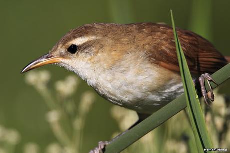 Pajonalera entrerriana