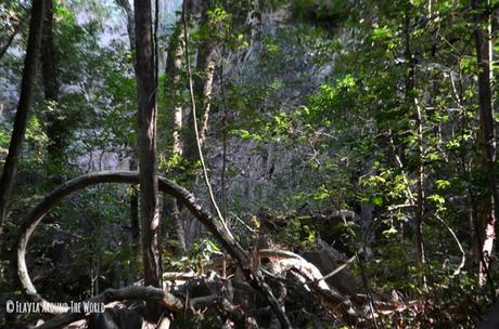 El Parque Nacional Tsingy de Bemaraha flora parque nacional tsingy de bemahara madagascar