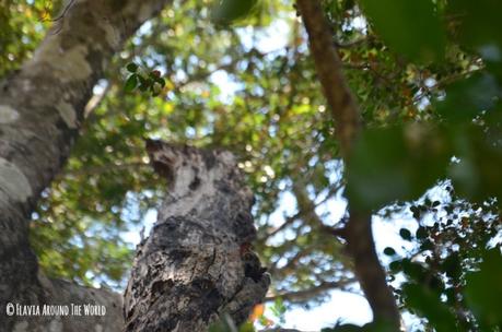 El Parque Nacional Tsingy de Bemaraha lemur nocturno parque nacional tsingy de bemahara madagascar