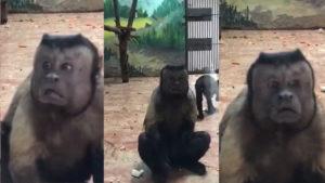 China: Un mono con cara ‘humana’ y aspecto depresivo es la atracción de un Zoológico 5ab7aa1c08f3d9536d8b4567