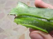 Cómo usar Aloe Vera para pérdida cabello