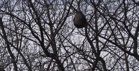 El tamaño de los nidos es muy llamativo y facil de identificar| jorge meis