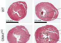Nuevo Objetivo Terapéutico para mejorar la Insuficiencia Cardíaca