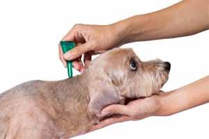 Antipulgas Antipulgas