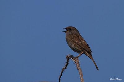 Las señales de la primavera Las señales de la primavera