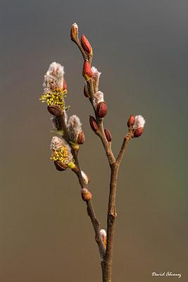 Las señales de la primavera Las señales de la primavera