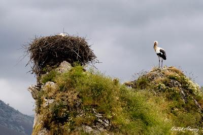 Las señales de la primavera Las señales de la primavera