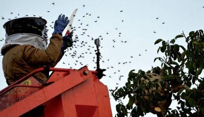 Una trampa de feromonas para cazar a la vespa velutina