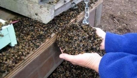 Murieron 72 millones de abejas por los agroquímicos
