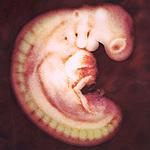 #Aborto – ¿Tienes toda la información para decidir?: Cigoto, blastocisto, embrión y organogénesis