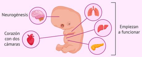 #Aborto – ¿Tienes toda la información para decidir?: Cigoto, blastocisto, embrión y organogénesis