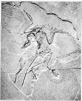 Aves de la Prehistoria,  Frederic A. Lucass