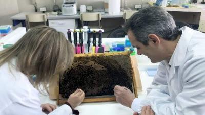 La UV, única entidad europea en un proyecto para controlar el ácaro de las abejas Varroa destructor