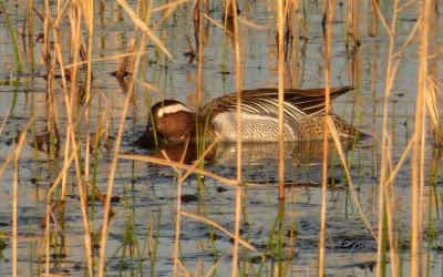 INFLUX DE CERCETAS CARRETONAS EN CANTABRIA