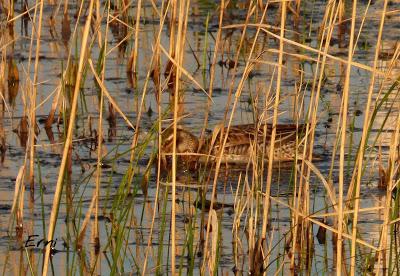 INFLUX DE CERCETAS CARRETONAS EN CANTABRIA