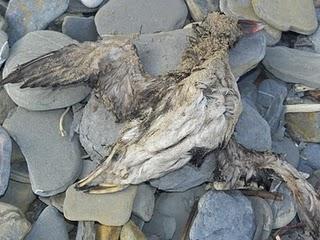 Inspección de frailecillos