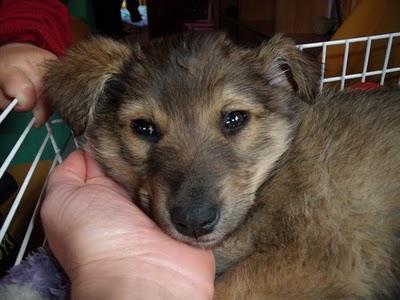 AYUDA, DEVUELVEN A TEDDY!!! Cachorro rescatado de una bolsa de basura (Murcia)‏