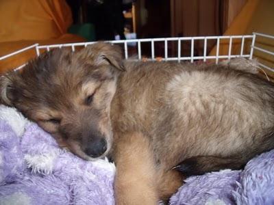 AYUDA, DEVUELVEN A TEDDY!!! Cachorro rescatado de una bolsa de basura (Murcia)‏