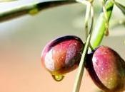 Alimentos plantas alivian dolor