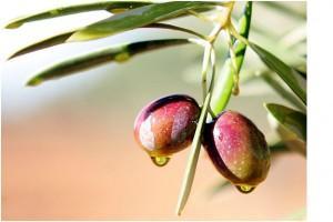 Alimentos y plantas que te alivian el dolor