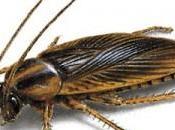 Cucaracha poderoso antibiótico