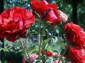 Floración según época