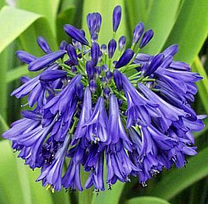 http://www.smgrowers.com/imagedb/Agapanthus_Ellamae.jpg