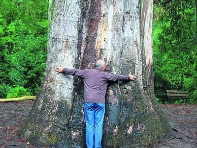 El Riego de Árboles - Parte 2