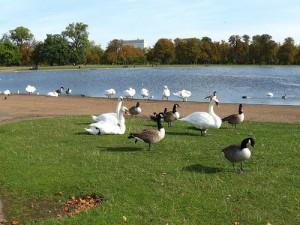 Hyde Park ¡500 camas por solo 0,20€ cada una!