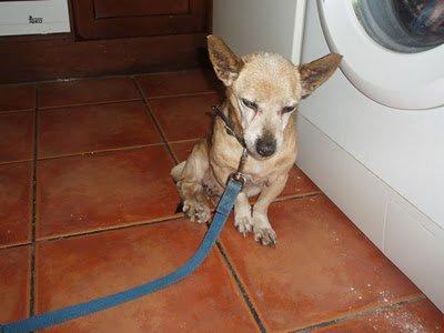 Se busca a un ángel