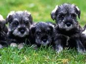 Schnauzer: raza integrada