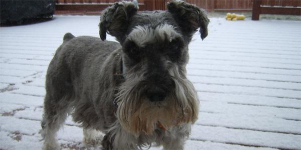 Schnauzer