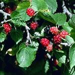 Mora, fotos plantas medicinales