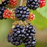 Mora, fotos plantas medicinales