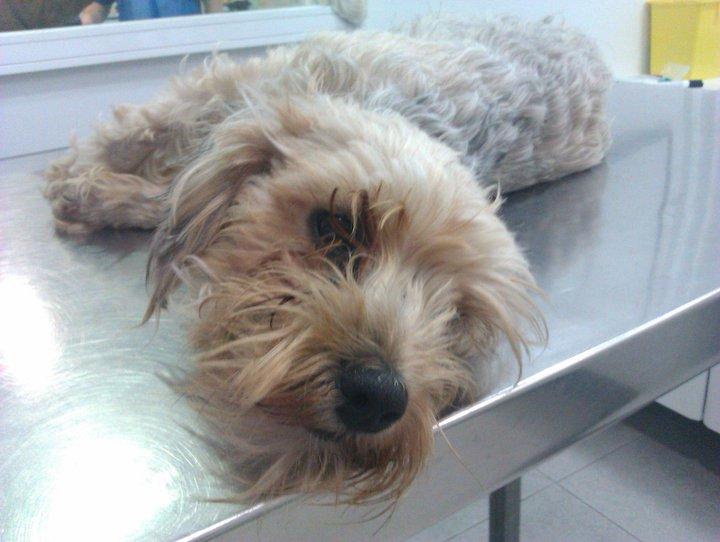 Pequeña Yorkshire DESTROZADA POR ATROPELLO. POR FAVOR, AYUDA PARA ESTE RESCATE, PERRITA (con ganas de vivir!) Cadiz.