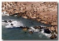 Lobos marinos en Uruguay