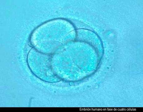 La UE considera al embrión «ser humano» desde la concepción