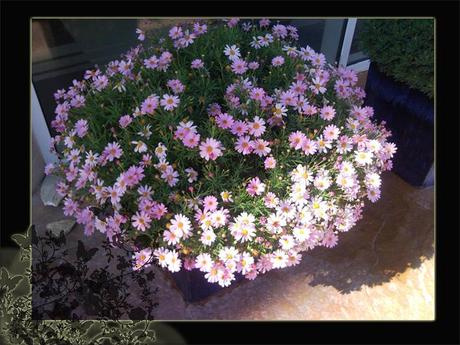 Alicante y peces que te comen