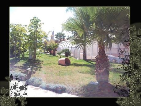 Alicante y peces que te comen