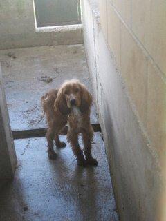 Etxauri, tienen familia pero moriran antes , sólo te piden 20 días