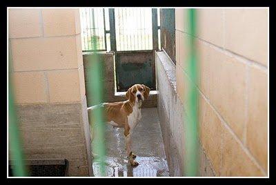 Etxauri, tienen familia pero moriran antes , sólo te piden 20 días