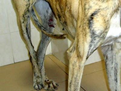 PERLA, GALGUITA RESCATADA EN UNAS CONDICIONES TREMENDAS..¡¡¡ AYUDA, POR FAVOR !!!