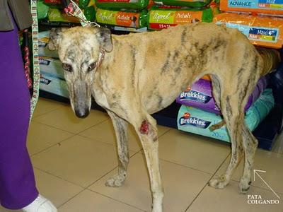 PERLA, GALGUITA RESCATADA EN UNAS CONDICIONES TREMENDAS..¡¡¡ AYUDA, POR FAVOR !!!