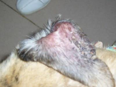 PERLA, GALGUITA RESCATADA EN UNAS CONDICIONES TREMENDAS..¡¡¡ AYUDA, POR FAVOR !!!