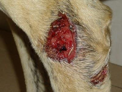 PERLA, GALGUITA RESCATADA EN UNAS CONDICIONES TREMENDAS..¡¡¡ AYUDA, POR FAVOR !!!