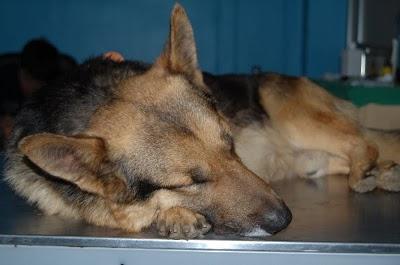 Amigo pastor aleman paticorto con herida en la pata,en la calle.Sevilla Amigo pastor aleman paticorto con herida en la pata,en la calle.Sevilla