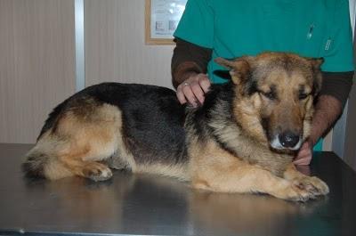 Amigo pastor aleman paticorto con herida en la pata,en la calle.Sevilla Amigo pastor aleman paticorto con herida en la pata,en la calle.Sevilla