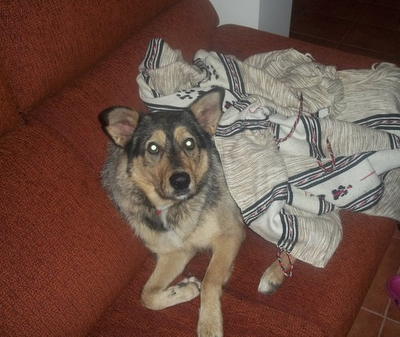 LINDA, EN TRES DÍAS IRÁ A LA PERRERA SI NO LO REMEDIAMOS!!!